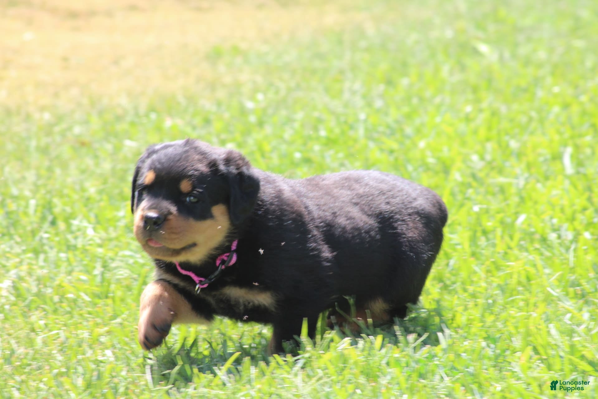 Rottweiler Training Akc Registered Rottweiler Puppies Rottweiler