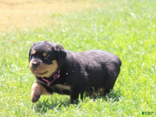 Rottweiler Training Akc Registered Rottweiler Puppies Rottweiler