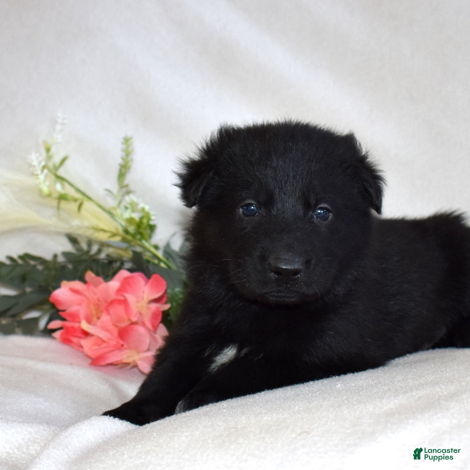 German Shepherd dogs Shadow - Ad 18