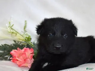 German Shepherd dogs Shadow - Ad 18