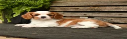 Cavalier King Charles Spaniel dogs for sale: Sporty - Ad 3