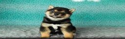 Shiba Inu dogs for sale: Andre - Ad 4