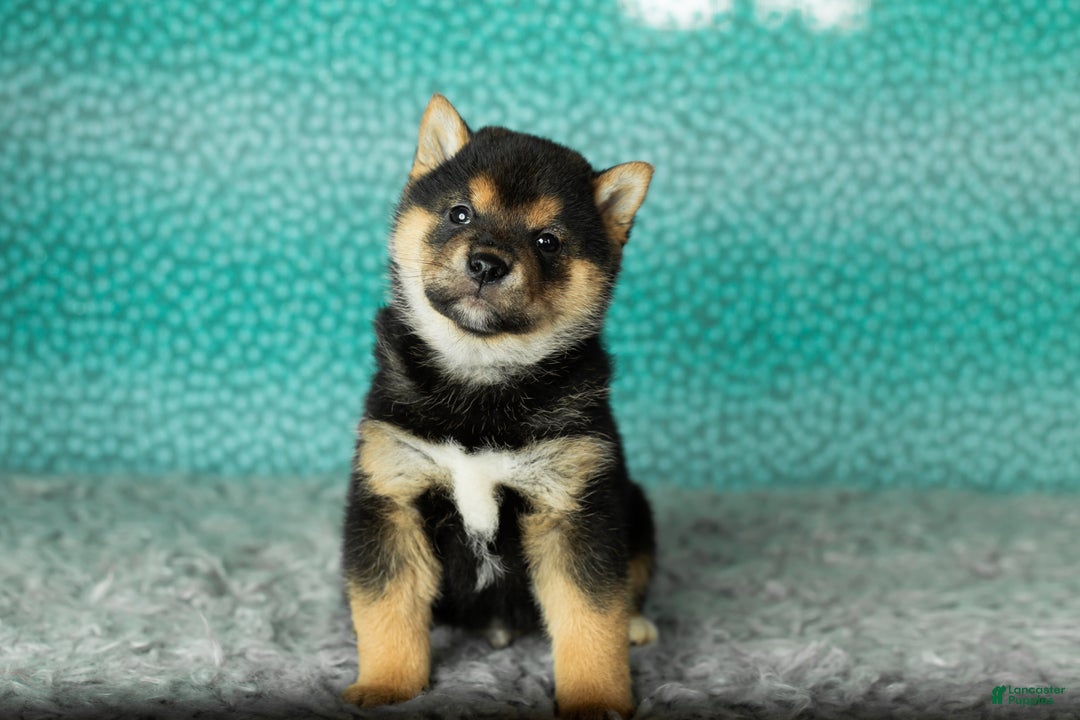 Shiba Inu dogs for sale: Andre - Ad 4