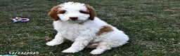 Mini Goldendoodle dogs for sale: Coconut - Ad 3