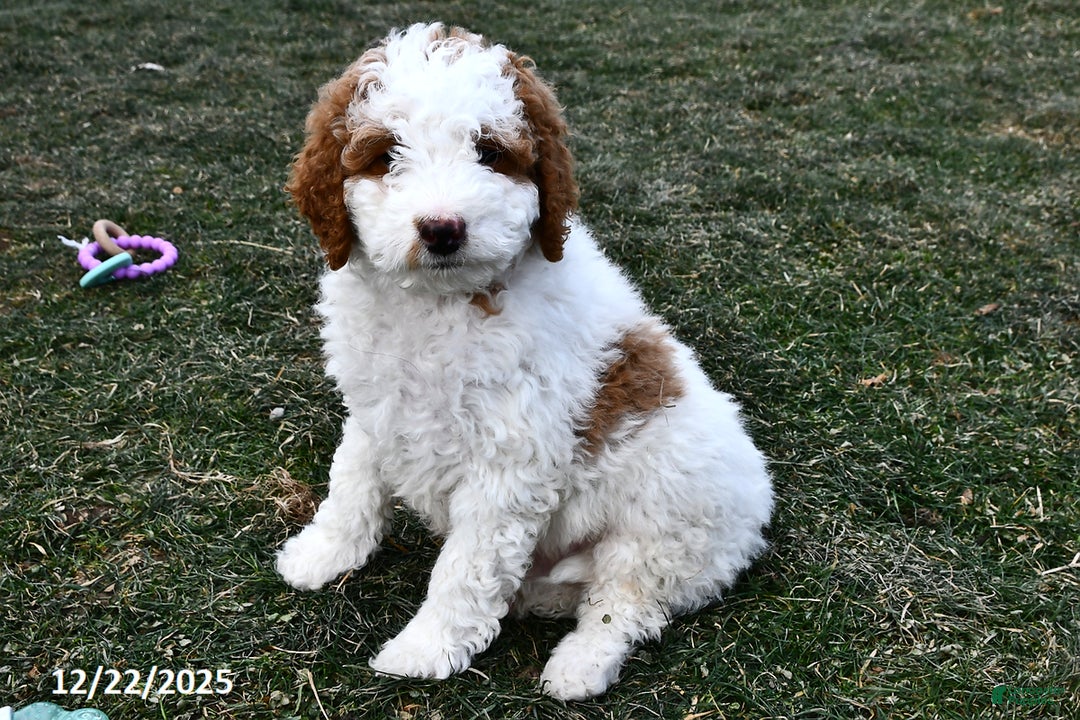 Mini Goldendoodle dogs for sale: Coconut - Ad 3