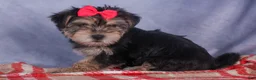 Morkie dogs for sale: Nova - Ad 14