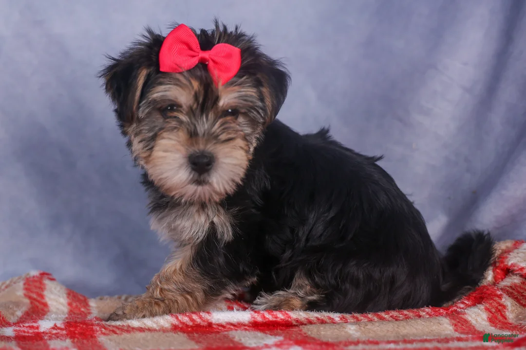 Morkie dogs for sale: Nova - Ad 14