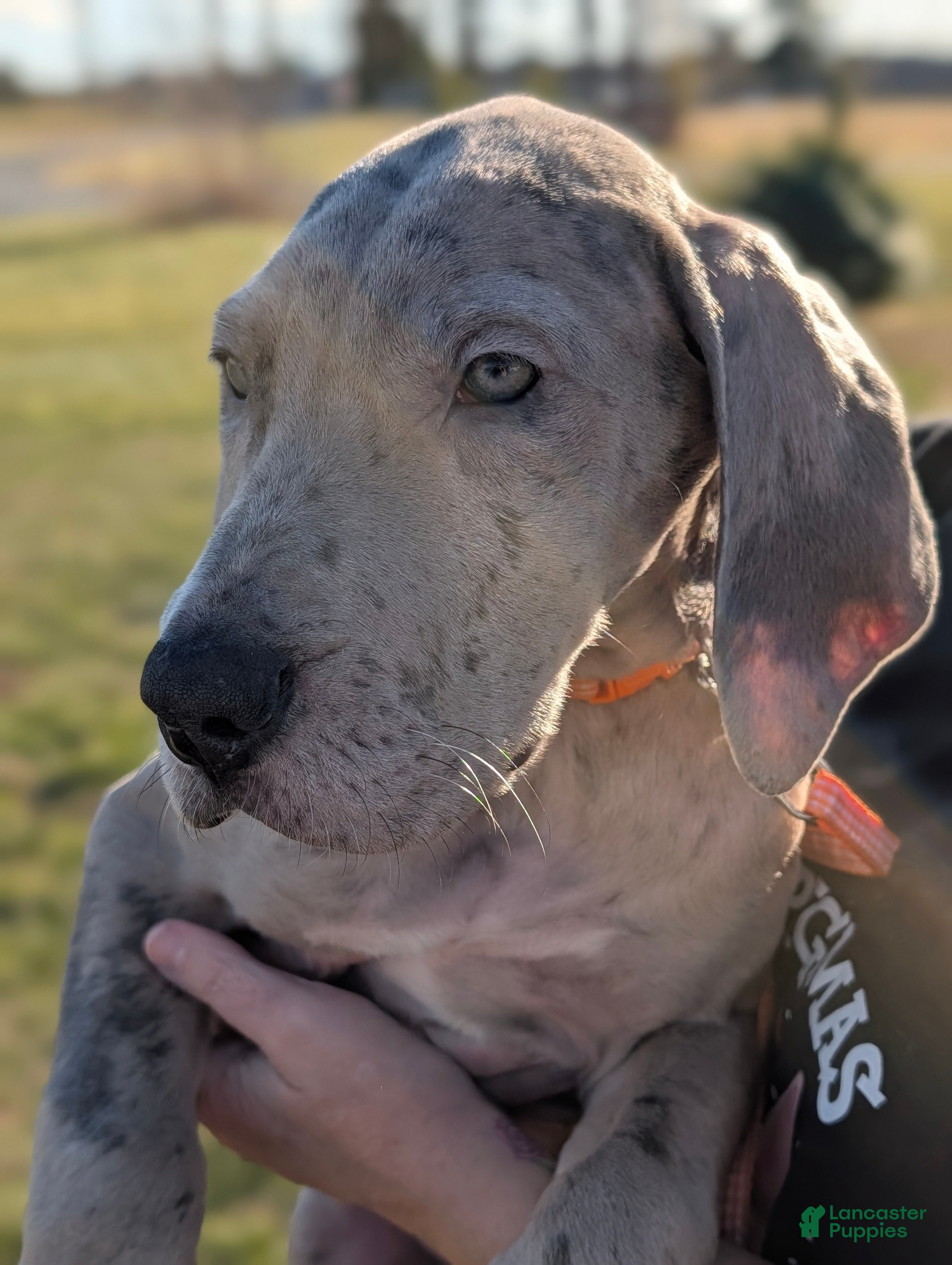 Great Dane dogs Great Dane Puppy 1 - Ad 22