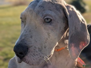 Great Dane dogs Great Dane Puppy 1 - Ad 22