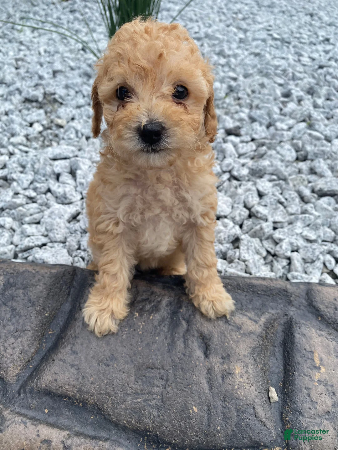 Miniature Poodle dogs for sale: Nyla - Ad 11
