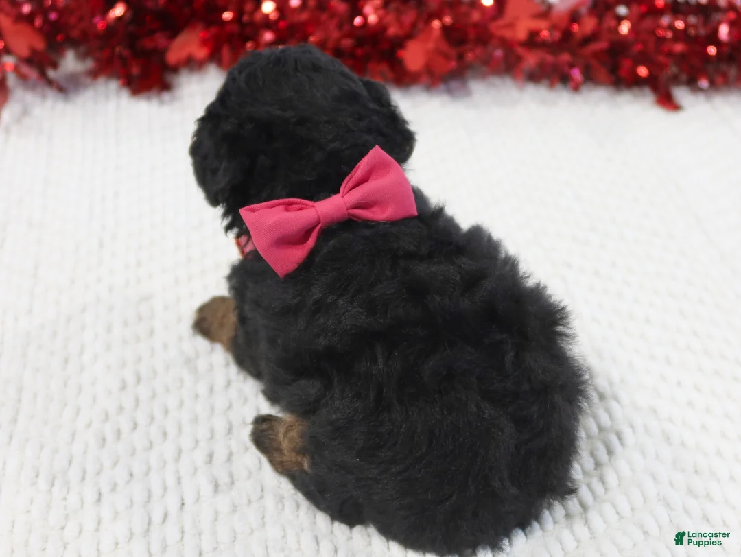 Toy Poodle dogs for sale: Rosie - Ad 2
