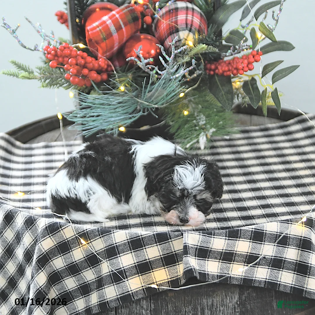 Havapoo dogs for sale: Elf EXTRA SMALL - Ad 9