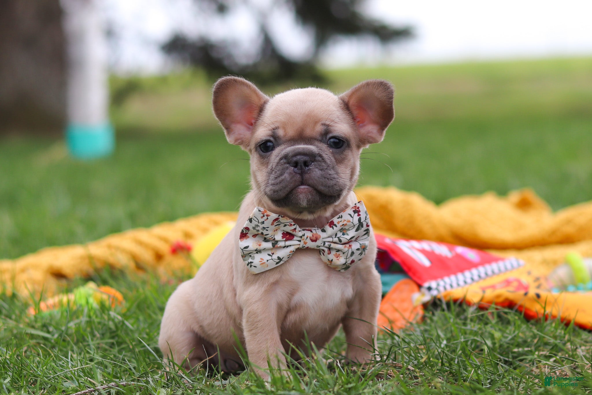 French Bulldog dogs Layla  - Ad 2