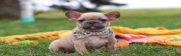 French Bulldog dogs for sale: Layla  - Ad 2