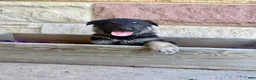 German Shepherd dogs for sale: Otto - Ad 4