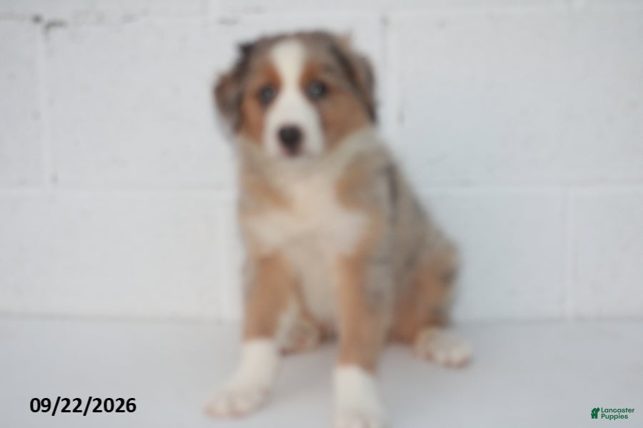 Australian Shepherd dogs Bobby - Ad 1