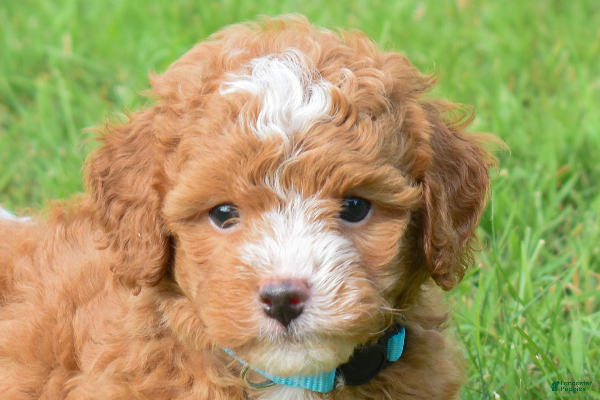 Maltipoo dogs Scout 🐾 - Ad 1