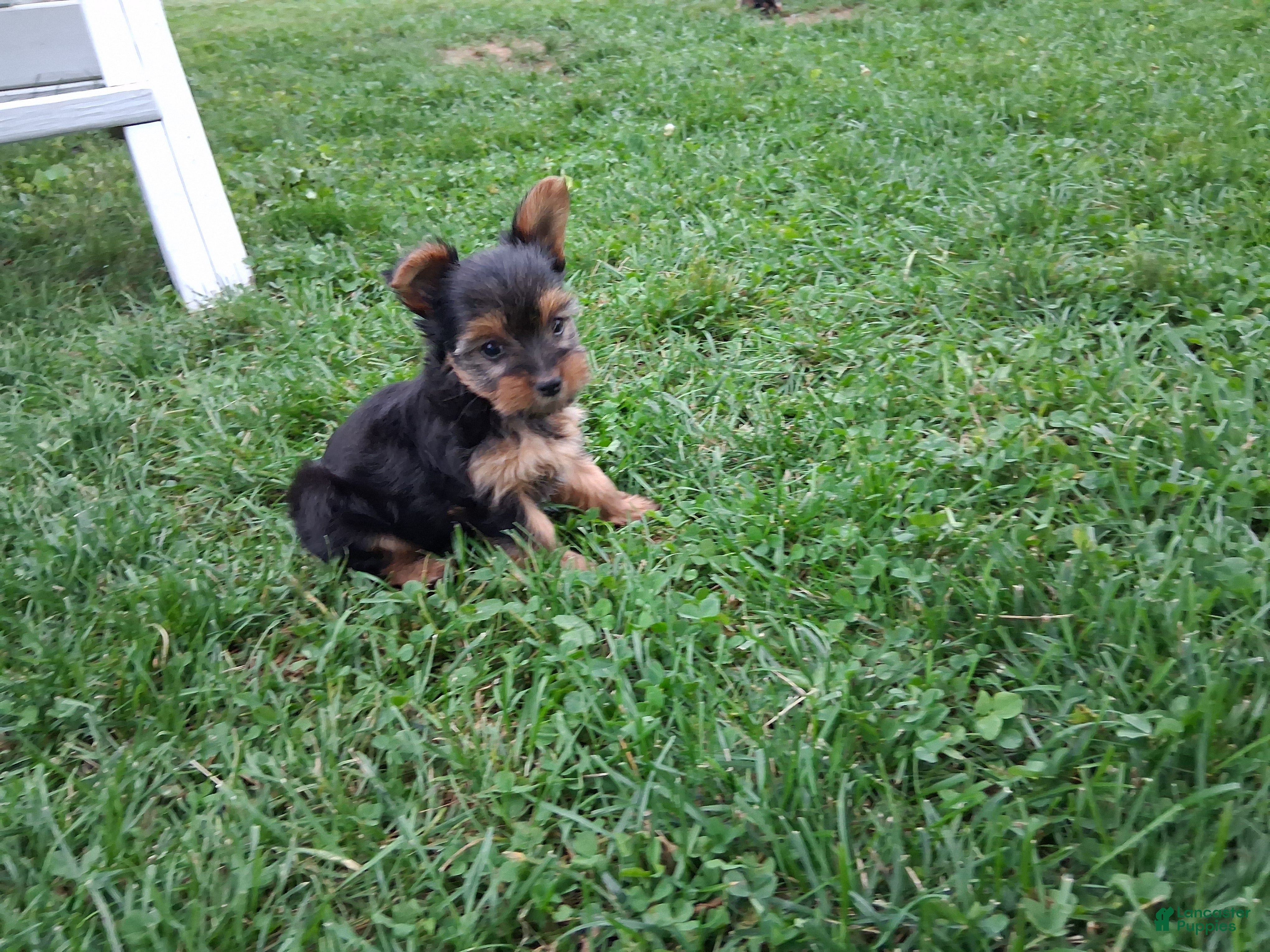 Yorkshire Terrier dogs Patches  - Ad 1