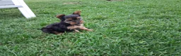 Yorkshire Terrier dogs for sale: Patches  - Ad 1