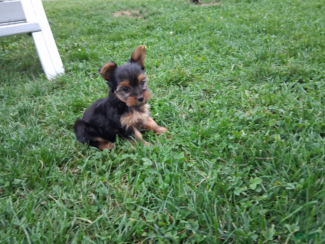 Yorkshire Terrier dogs for sale: Patches  - Ad 1
