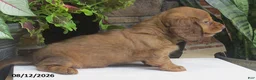 Miniature Dachshund dogs for sale: Jenny - Ad 3