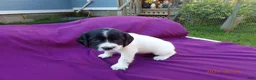 English Springer Spaniel dogs for sale: Calypso - Ad 1