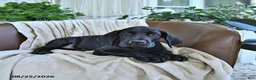 Great Dane dogs for sale: Bango - Ad 4