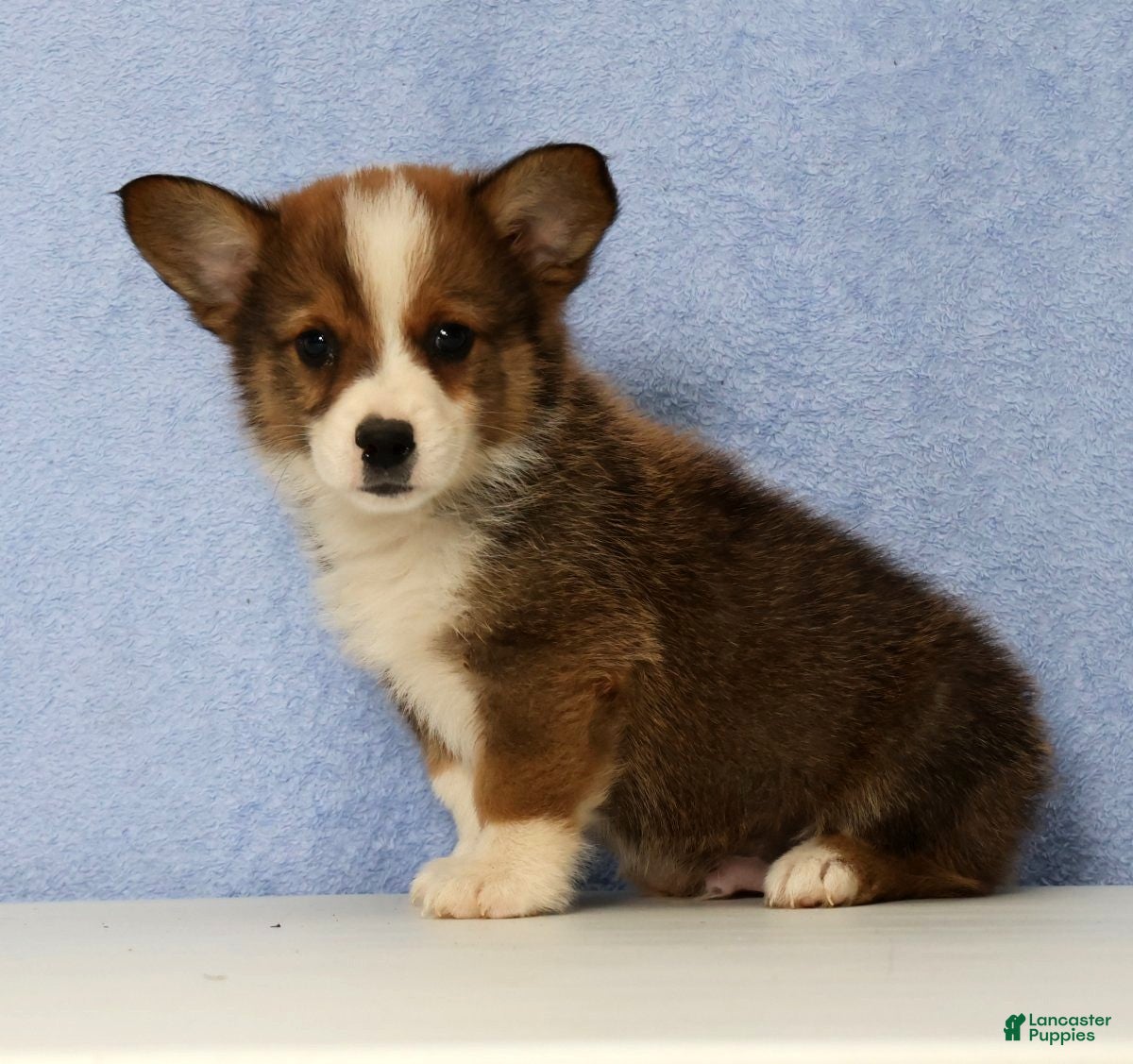 Mixed Breed dogs Dandy - Ad 1