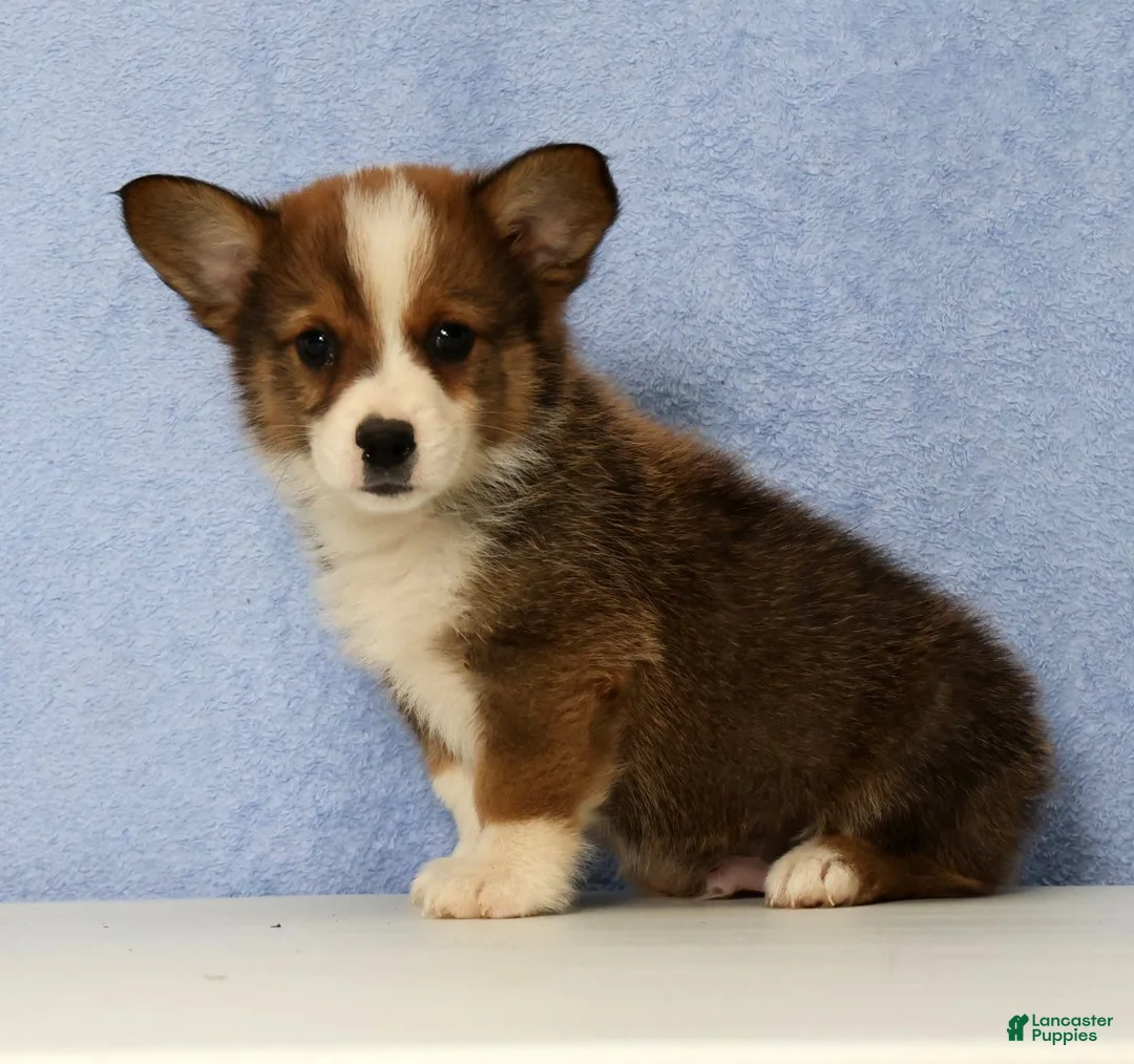 Mixed Breed dogs for sale: Dandy - Ad 1