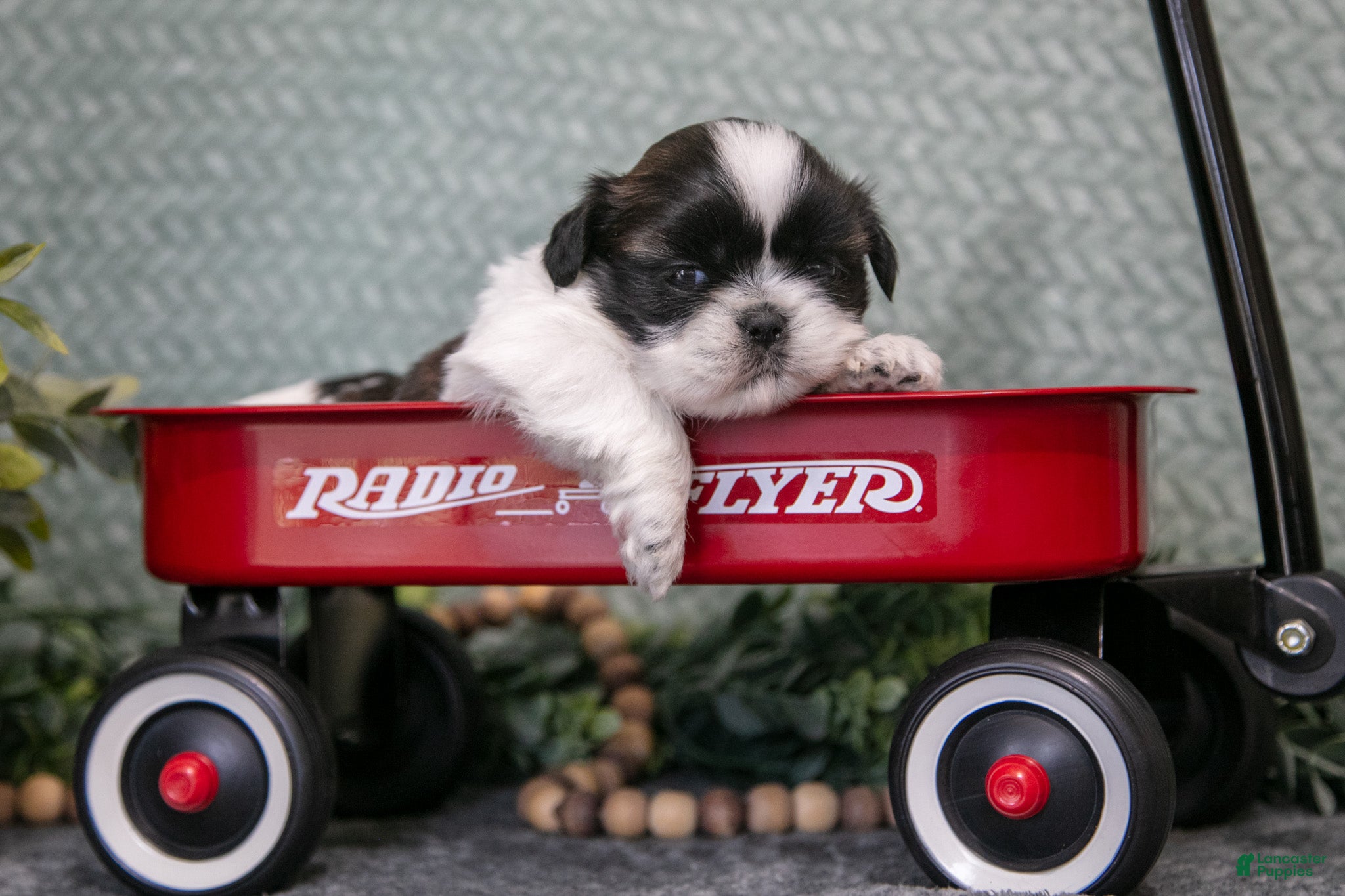 Shih Tzu dogs Sally - Ad 2