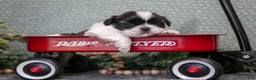 Shih Tzu dogs for sale: Sally - Ad 2