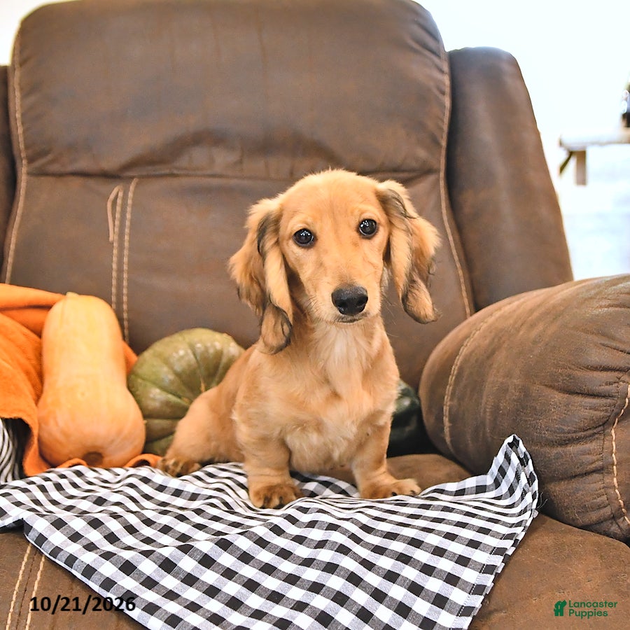 Miniature Dachshund dogs Willow - Ad 1