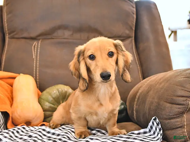 Miniature Dachshund dogs for sale: Willow - Ad 1
