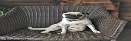 Mixed Breed dogs for sale: Casper - Ad 6