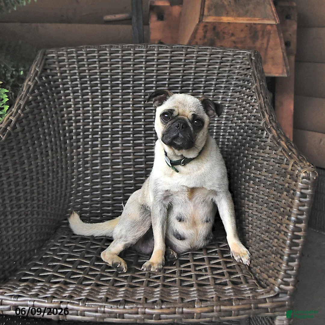 Mixed Breed dogs for sale: Casper - Ad 6