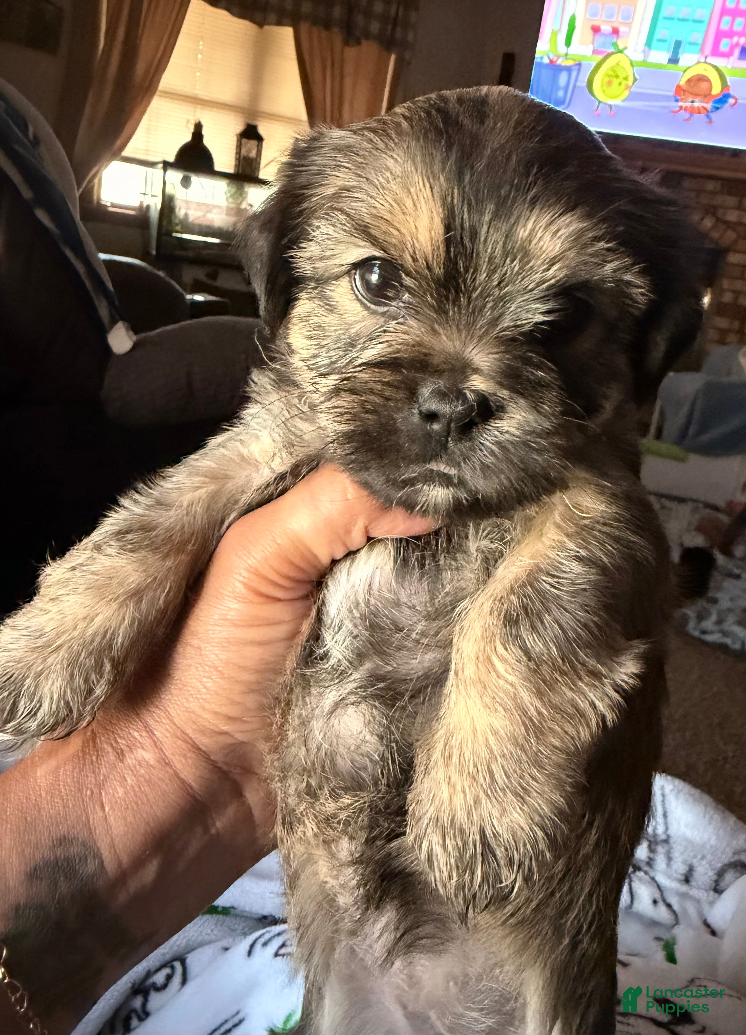 Shorkie dogs Princesa  - Ad 28