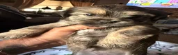 Shorkie dogs for sale: Princesa  - Ad 1