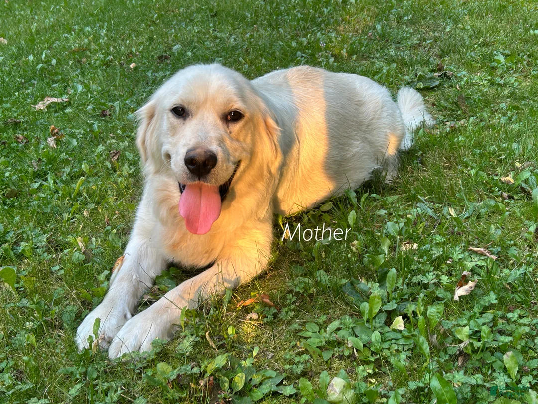 Golden Retriever dogs for sale: Jep - Ad 2
