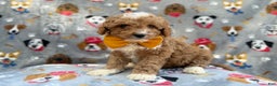 Cavapoo dogs for sale: Jag - Ad 2