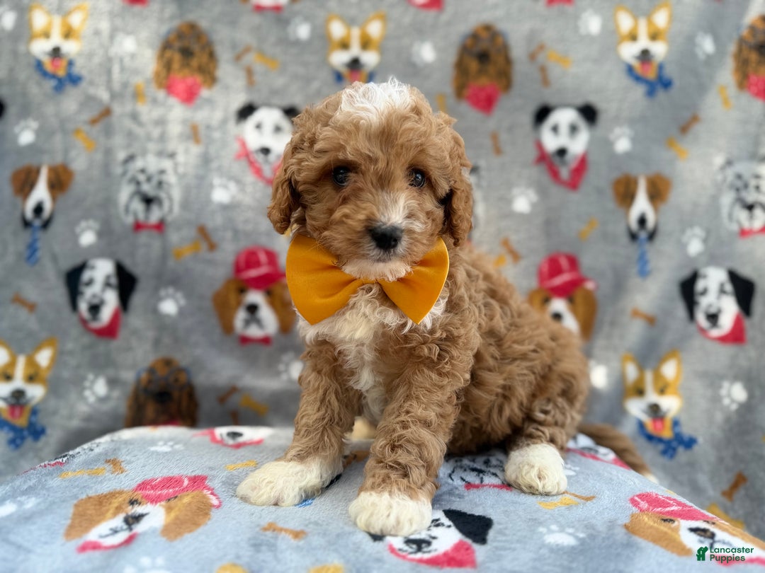 Cavapoo dogs for sale: Jag - Ad 2