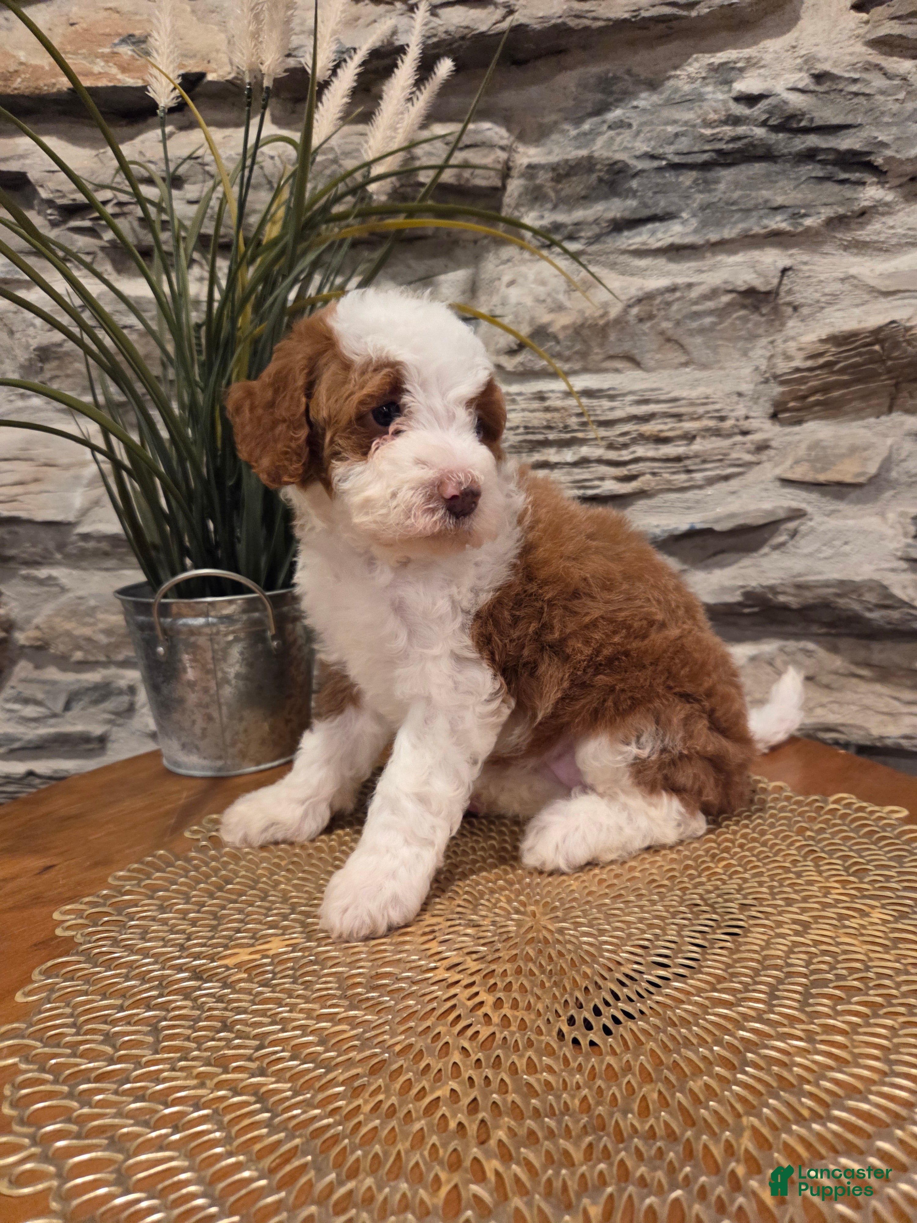 Mini Bernedoodle dogs EMMA - FEMALE Mini Bernedoodle 2 - Ad 1