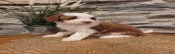 Mini Bernedoodle dogs for sale: EMMA - FEMALE Mini Bernedoodle 2 - Ad 1