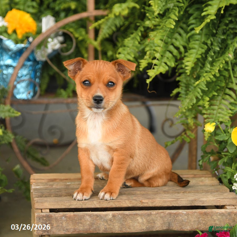 Mixed Breed dogs Flynn - Ad 2