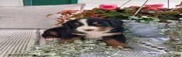 Bernese Mountain Dog dogs for sale: Amber - Ad 4