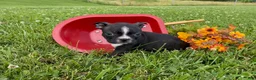 Boston Terrier dogs for sale: Rose - Ad 2
