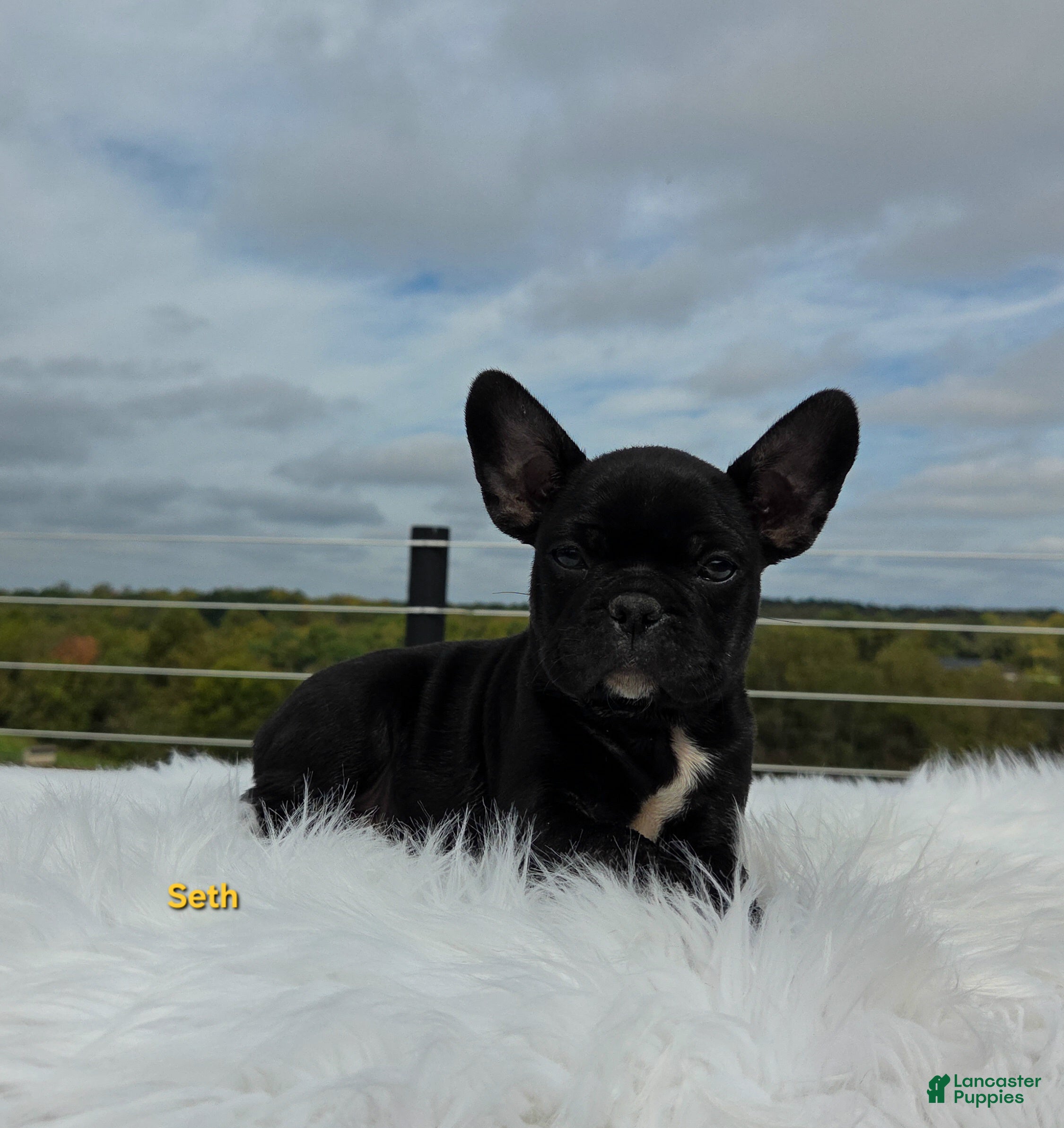 Frenchton dogs for sale: Seth - Ad 3