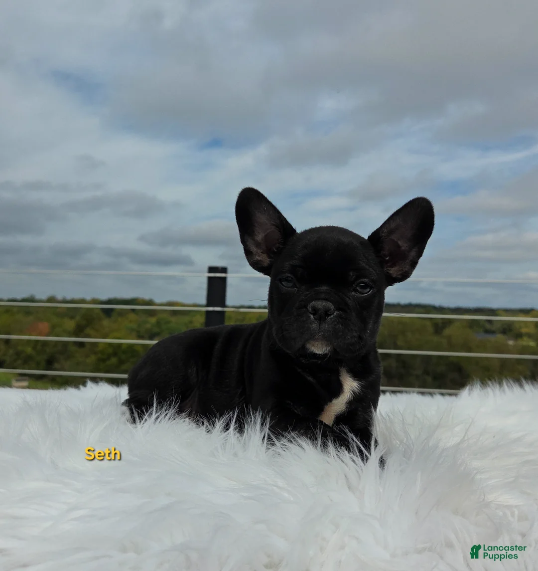 Frenchton dogs for sale: Seth - Ad 1