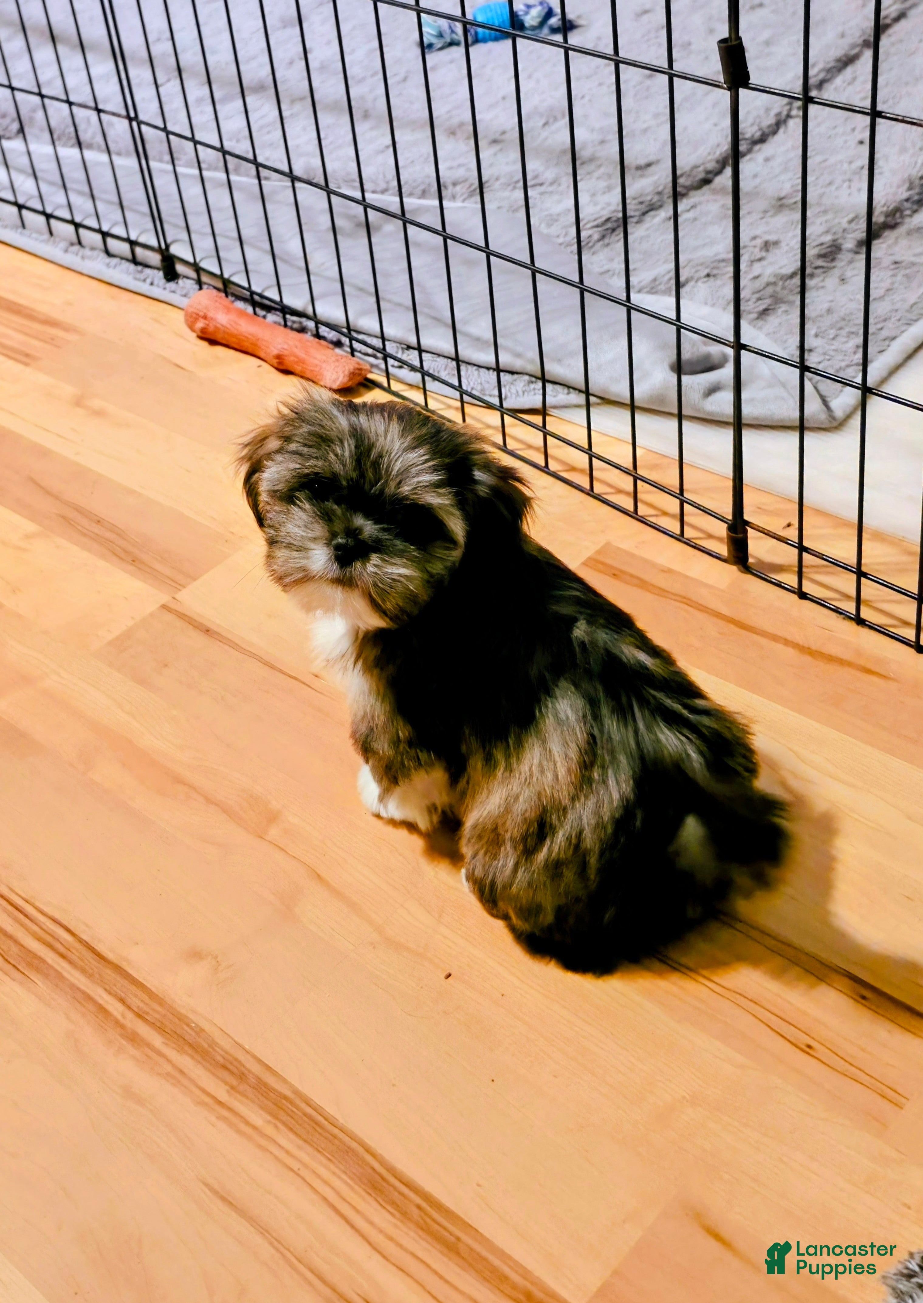 Lhasa Apso dogs for sale: Spice - Ad 3