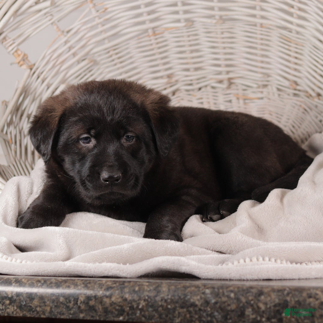 Mixed Breed dogs for sale: Violet - Ad 4
