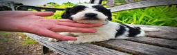 Havapoo dogs for sale: Shadow - Ad 6